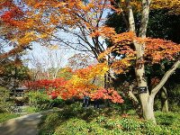 紅葉 昭和記念公園 日本庭園 