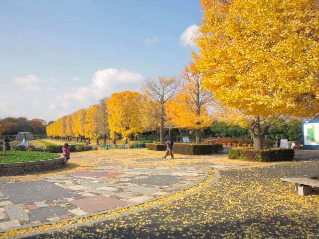 国営昭和記念公園 イチョウ並木