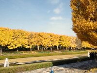 国営昭和記念公園 イチョウ並木 2