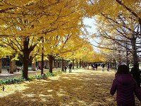 国営昭和記念公園 イチョウ並木 3