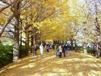 紅葉 国営昭和記念公園 イチョウ並木 