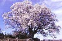 越代のサクラ