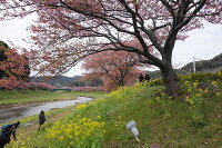 みなみの桜と菜の花まつり 4