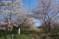 白浜桜の里