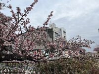 千歳川沿いの桜 3