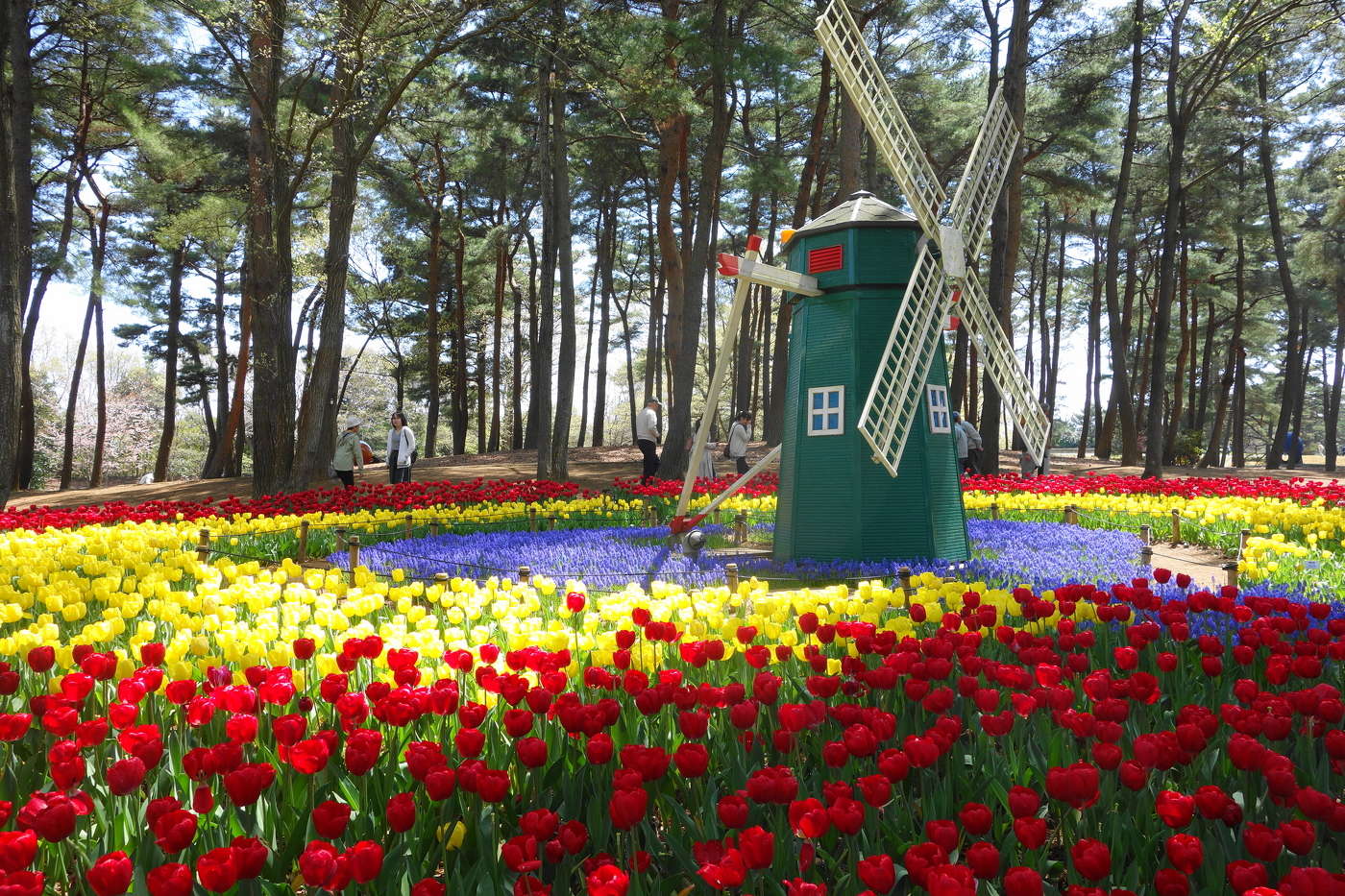 国営ひたち海浜公園 観光 旅案内 たびあん