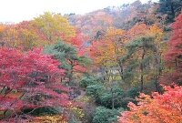 紅葉 古峰ヶ原高原 