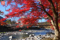 紅葉 紅の吊橋 