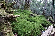 白駒の池原生林(長野) 