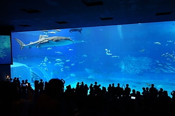 沖縄美ら海水族館(沖縄)