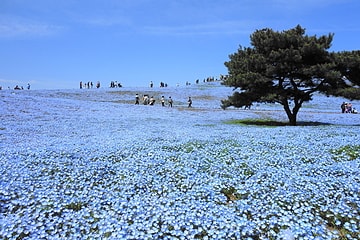 国営ひたち海浜公園(茨城)