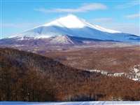 わんわんパラダイス