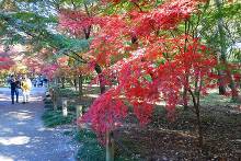 平林寺(金鳳山 平林禅寺) 紅葉山へ向かう