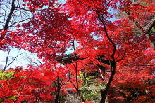 平林寺(金鳳山 平林禅寺)  15