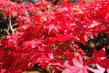 平林寺(金鳳山 平林禅寺) 真っ赤に色付く紅葉