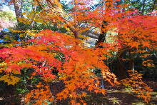 平林寺(金鳳山 平林禅寺) 鐘楼付近のもみじ