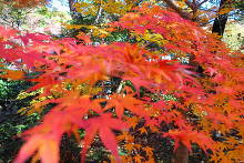 平林寺(金鳳山 平林禅寺) 鐘楼付近