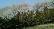 県立印旛沼公園 椿の花が満開その奥に桜が満開で綺麗でした。