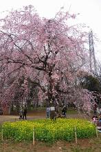 小金井公園(東京都立小金井公園) 菜の花としだれ桜