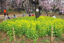 小金井公園(東京都立小金井公園) 菜の花