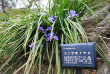 百草園 カンザキアヤメ