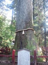 箱根神社 安産杉