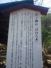 箱根神社 けけらの木説明版