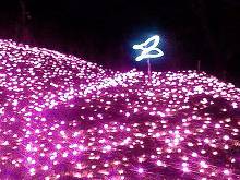 さがみ湖リゾート プレジャーフォレスト ピンク色に光る花畑
