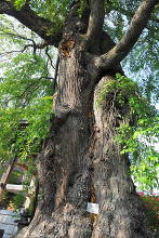 神宮寺 樹齢350年のしだれ桜