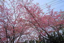 伊豆高原の桜並木 おおかん桜