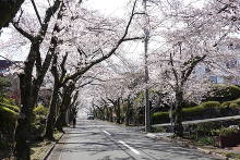 伊豆高原の桜並木  2