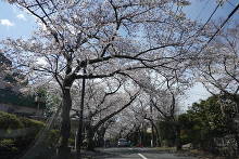 伊豆高原の桜並木  3