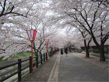 高田川畔の桜 2012年4月10日　やや曇り　市立病院東横　ここが一番好きなところです