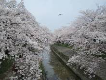 高田川畔の桜 2012年4月10日　やや曇り　ここが一番見どころかも