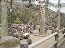 高崎山自然動物園  4