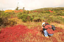 蔵王坊平高原 蔵王高原の紅葉は湿原チングルマの草紅葉から始まります
