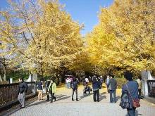 国営昭和記念公園 イチョウ並木 うんどう広場の銀杏
