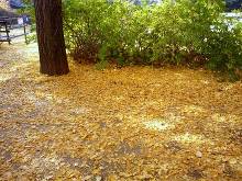 国営昭和記念公園 イチョウ並木  2