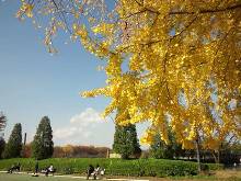 国営昭和記念公園 イチョウ並木  3