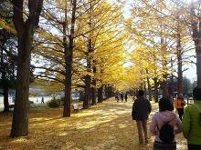 国営昭和記念公園 イチョウ並木  4