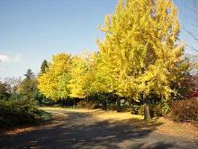 国営昭和記念公園 イチョウ並木  5
