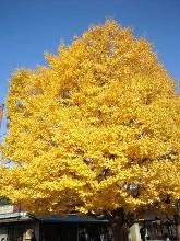 国営昭和記念公園 イチョウ並木 立川口 入り口付近