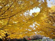 国営昭和記念公園 イチョウ並木 カナール（水路）両脇