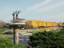 国営昭和記念公園 イチョウ並木  8