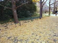 国営昭和記念公園 イチョウ並木  9