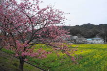 みなみの桜と菜の花まつり  4