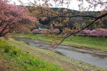 みなみの桜と菜の花まつり  6