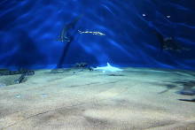 アクアワールド茨城県大洗水族館 白いサメ
