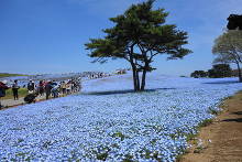 国営ひたち海浜公園  1