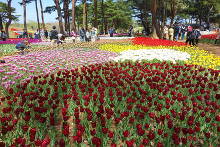 国営ひたち海浜公園  2